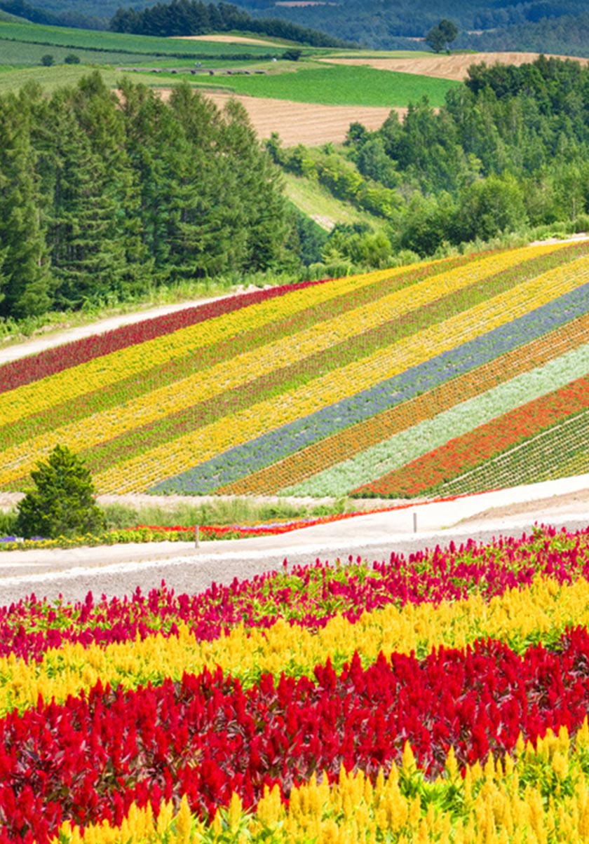 ニングルフォーレ周辺の景色