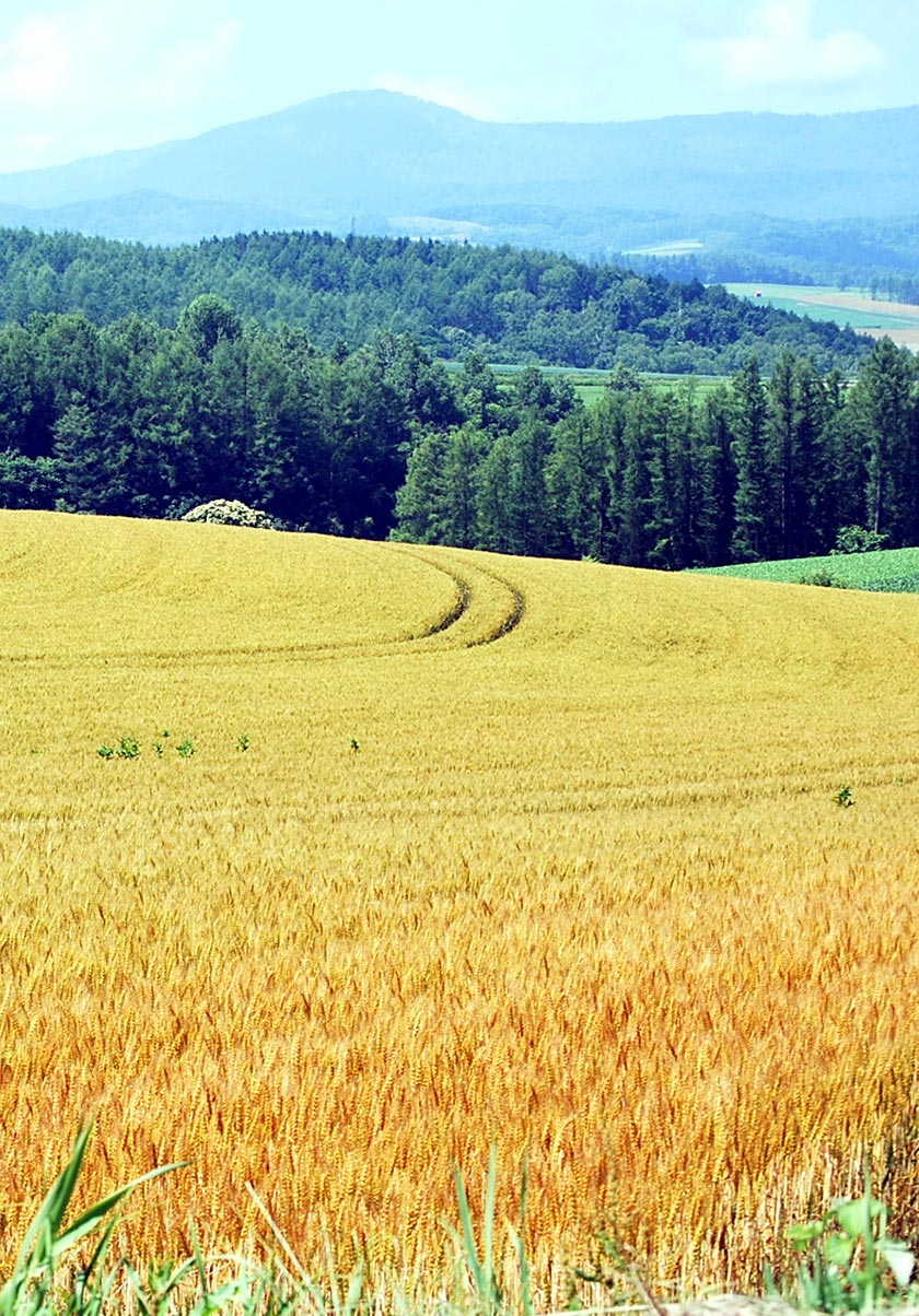 ニングルフォーレ周辺の景色